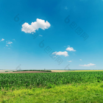 场绿色玉米深蓝色的天空云