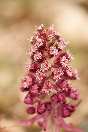 petasitesofficinalis