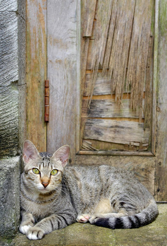 猫坐着前面通过