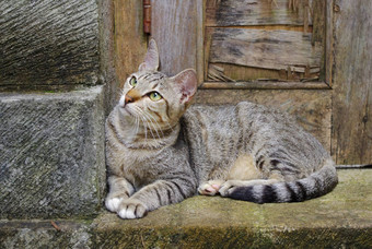 猫坐着家门口