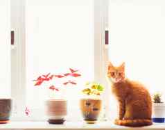 红色的猫坐着窗口
