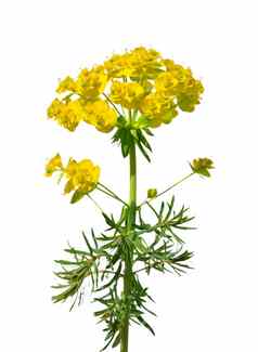 柏树大戟大戟科cyparissias