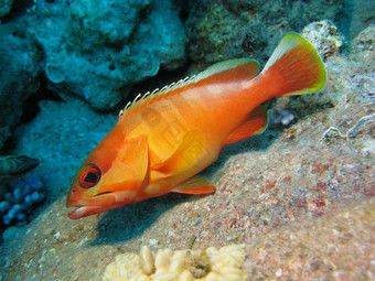 珊瑚礁异国情调的橙色鱼底热带海