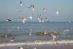 群海鸥海滩