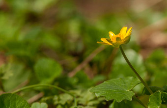 毛茛属植物<strong>会会</strong>弗娜