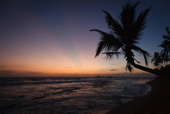 棕榈海洋日落