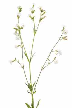 麦瓶草属latifolia