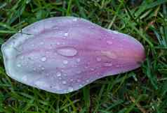 木兰花特写镜头雨滴