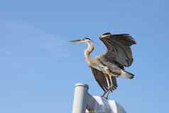 伟大的蓝色的鹭翅膀传播萨拉索塔佛罗里达