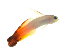 firefish