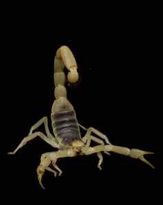 巨大的沙漠多毛的蝎子