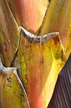 香蕉棕榈摩西acuminata阿胶树干