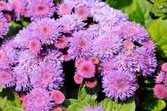 布什紫色的粉红色的花