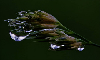 植物树<strong>下</strong>降绿色背景