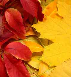 红色的黄色的秋天叶子