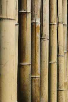 竹子茎植被类型维瓦斯金黄色葡萄球菌背景