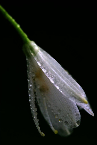 白色花葱属植物绿色