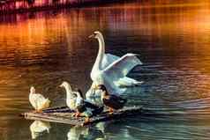 美丽的白色天鹅游泳湖鸭子
