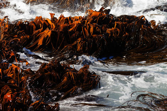 牛海带杜维拉亚南极洲叶片冲浪