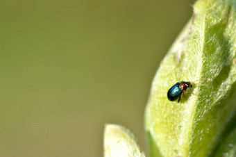 绿色叶甲虫chrysolinaherbacea