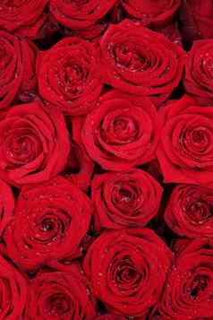 大集团红色的玫瑰
