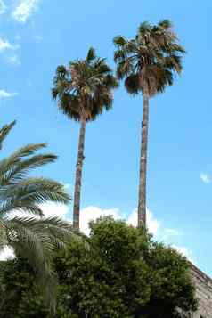 热带高棕榈树