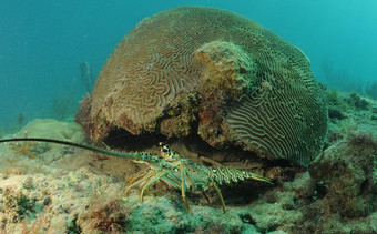 加勒比多刺的<strong>龙虾</strong>大脑珊瑚