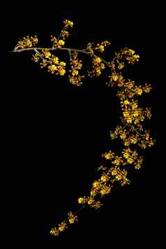 明亮的黄色的兰花