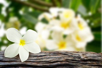 plumeria<strong>鸡蛋花</strong>花<strong>鸡蛋花</strong>模糊背景