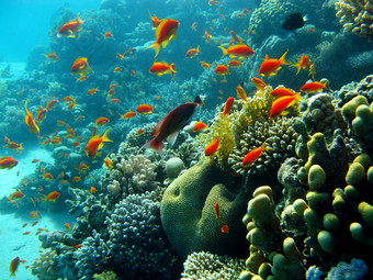 <strong>珊瑚</strong>礁<strong>橙</strong>色鱼anthias底热带海蓝色的水背景