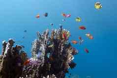 珊瑚礁异国情调的色彩斑斓的鱼蓝色的水背景