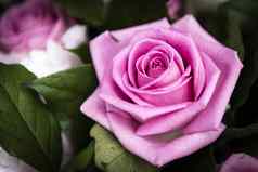 美丽的粉红色的玫瑰花花园完美的礼物场合
