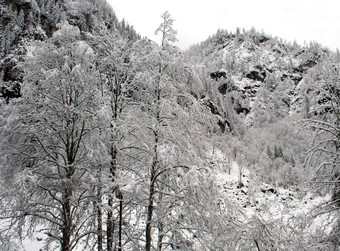 雪高山森林