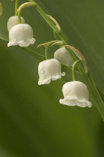 lilly-of-the-valley关闭