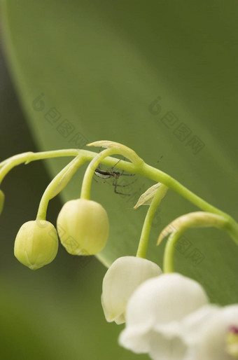 蜘蛛lilly-of-the-valley