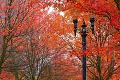 秋天颜色波特兰俄勒冈州市中心城市公园
