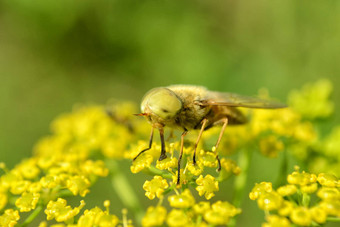 gad-fly黄色的花