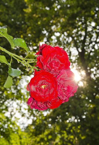 群红色的自然玫瑰日益增长的花园