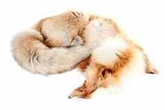 狐狸冬天毛茸茸的皮肤动物标本制作孤立的