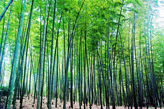 景观竹子森林四川竹子海四川中国