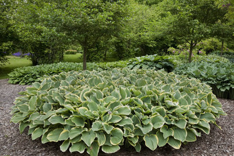 hosta6<strong>月</strong>