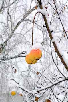 苹果雪