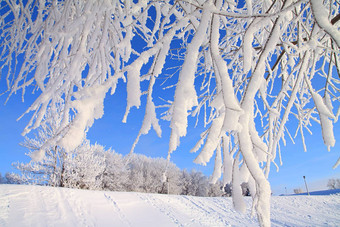 树雪天体背景