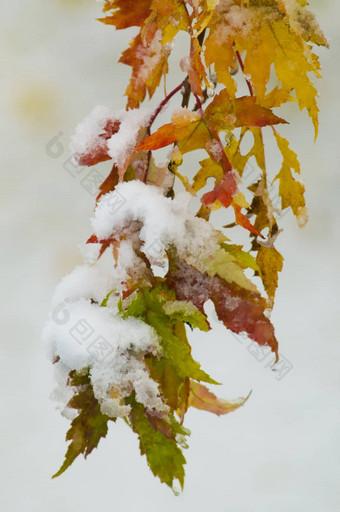 雪黄色的橙色绿色红色的<strong>秋天</strong>叶子