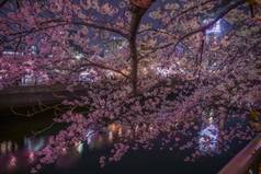ookawa散步晚上樱花图像