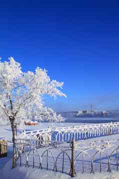 树雪