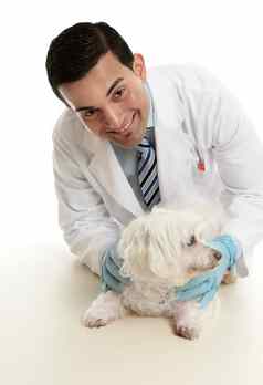 兽医采取护理宠物狗