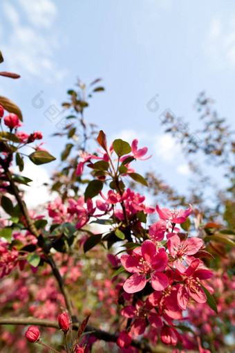 苹果布鲁姆