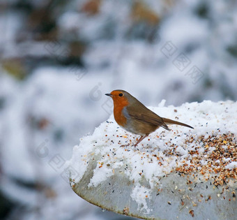 罗宾给料机雪