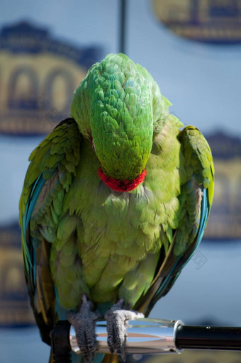 绿色哇鹦鹉